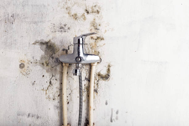 Best Black Mold Removal  in England, AR