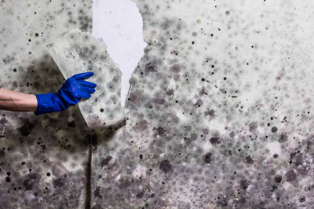 Best Toxic Mold Removal  in England, AR